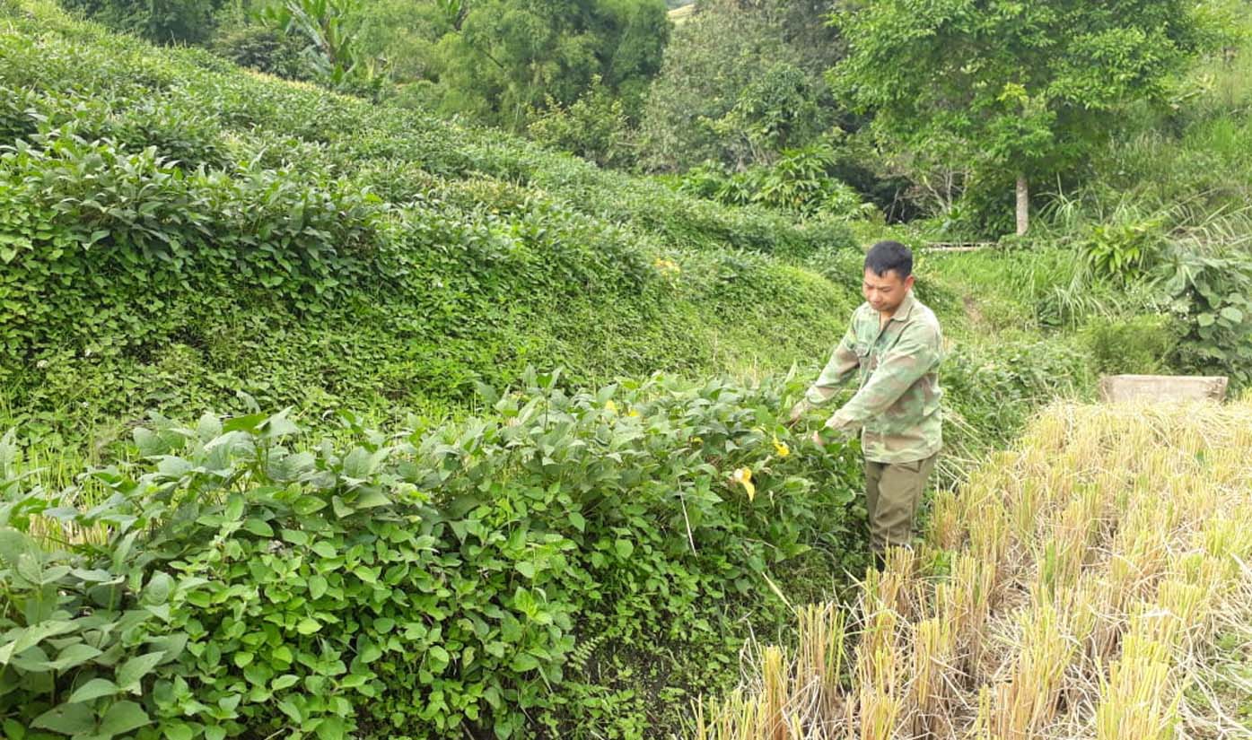 Người dân bản Dền Thàng B (xã Dào San, huyện Phong Thổ) trồng xen canh đậu tương với lúa ngay trên chính những bờ ruộng.